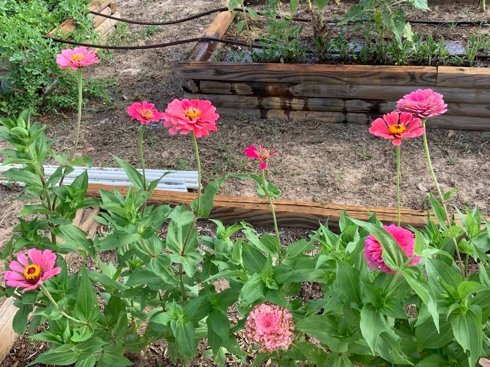 Our pink zinnias come in many shades and styles.