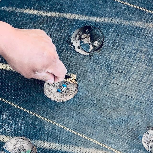 Nacho is planting cucumber seeds in this photo. You can put several seeds in a hole and thin them later to the best plant.