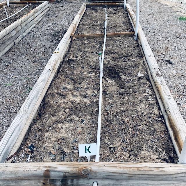 I planted this entire bed with cool weather flowers this morning as part of our fall garden in Texas.