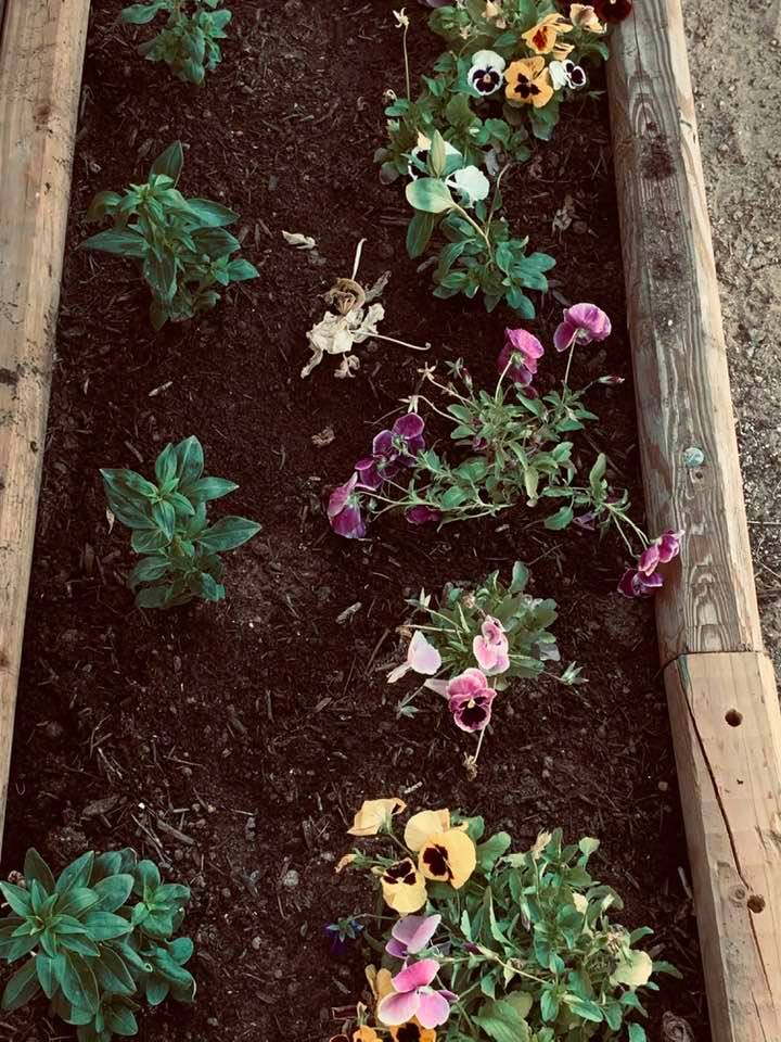 We planted a variety of fall flowers in the two new flowerbeds in front of our store. They look so pretty!