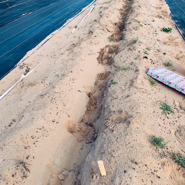 I know, they can barely be seen, but my sweet potato vines are planted in here. Most do not have leaves.