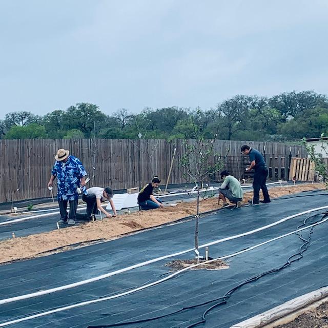 They planted corn and bush beans today.