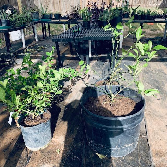 The lemon trees, some of which I transplanted this morning.