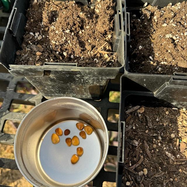 I planted them after work this evening and then watered them. Keep the soil moist until they germinate.