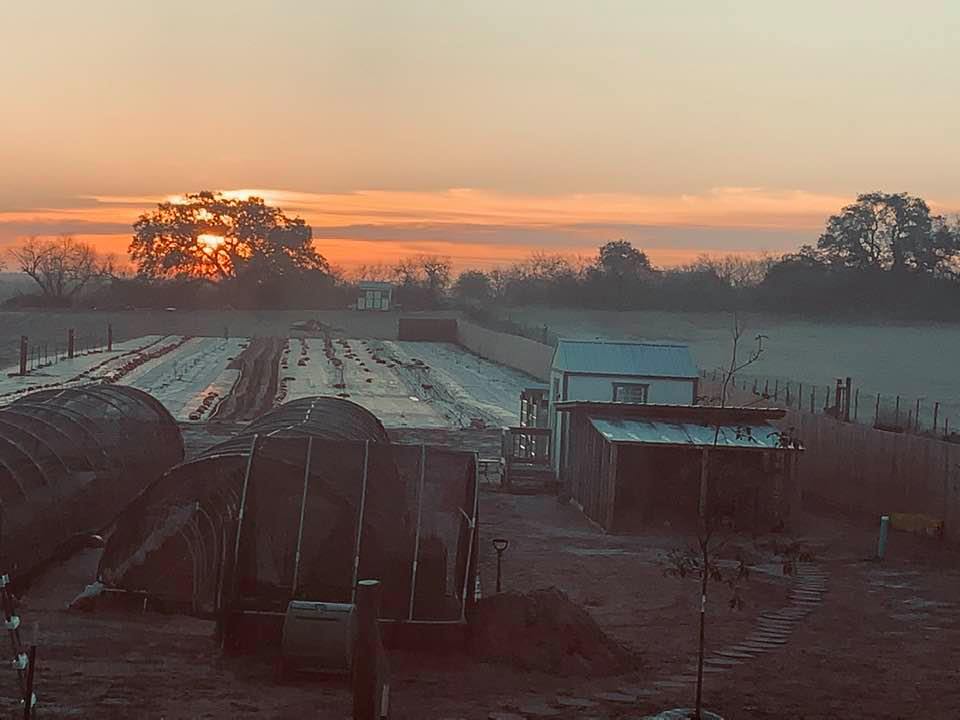 The sunrise shows off some of our backyard garden design with hoop houses and the weed barrier where we plant crops between rows of trees.