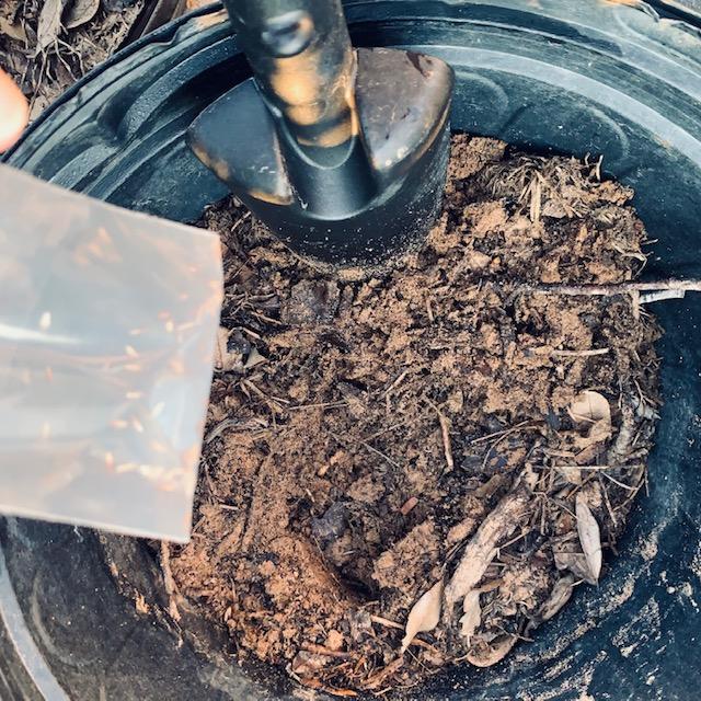 Lemon grass seeds and a shovel. I planted six more pots this morning. Container gardening is easy. If it gets cold, we can put the containers in the greenhouse.