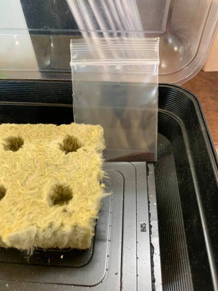 The seeds go in the hole in the grow media in place of dirt.