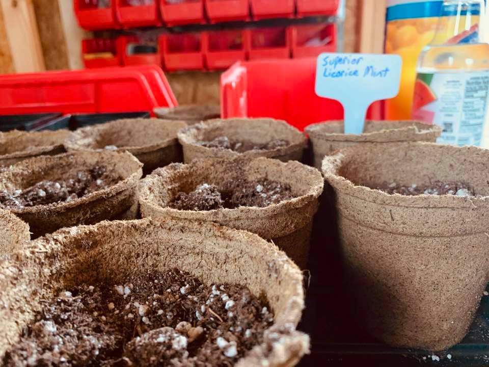 Planting licorice mint seeds in CowPots.