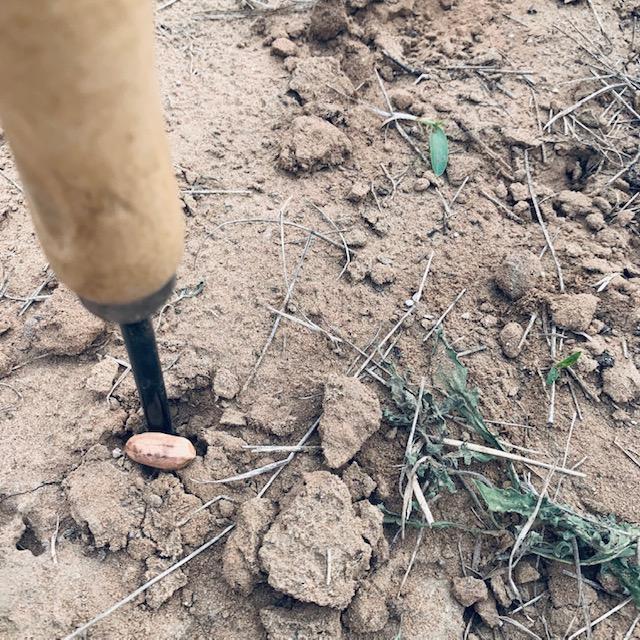 I used a tool to make the holes and planted the peanuts in hoop house 5, the hoop house David is letting me use for my stuff.