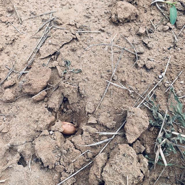 There is the peanut in the bottom third of the photo waiting to be covered over. I sure hope they come up.