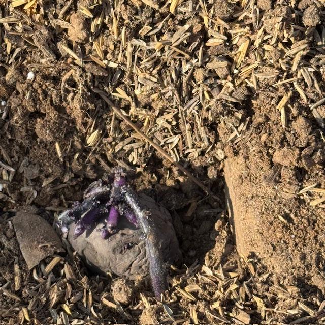 I planted some purple potatoes as well as 3 kinds of others.