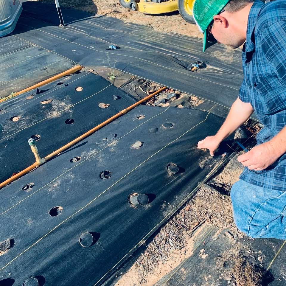 200 strawberry starts went into prepared beds today out in our orchard.