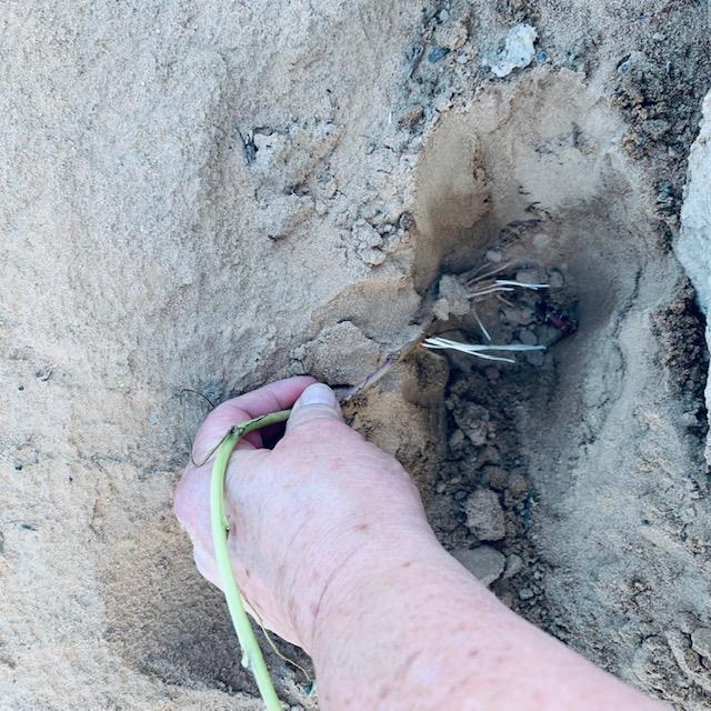 Here I am planting a sweet potato vine with nice roots on it.