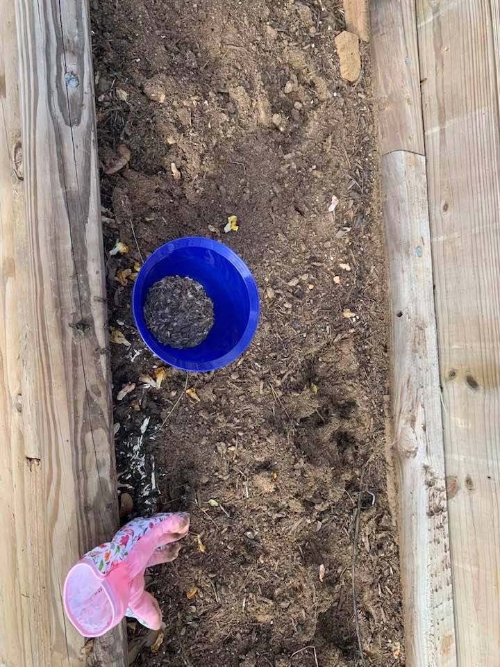 I poured a lot of different zinnia mix seeds into the blue bowl and planted them in the two raised beds outside of the farm store. I poured a lot of different zinnia mix seeds into the blue bowl and planted them in the two raised beds outside of the farm store.
