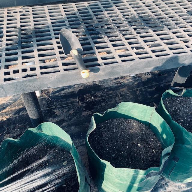 I have a lot of cloth and soft pots this fall season that I have been planting in so the gophers can't get my potatoes, sweet potatoes, peanuts, and ginger. I have a lot of cloth and soft pots this fall season that I have been planting in so the gophers can't get my potatoes, sweet potatoes, peanuts, and ginger.
