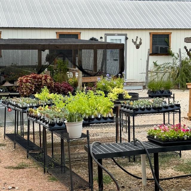 Some of the plants we had for sale last summer.