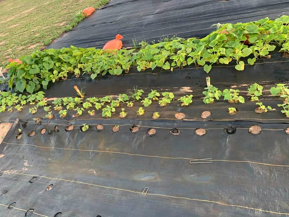 A few of our vegetable seedlings growing out in the orchard. The possibilities on the farm are endless. A few of our vegetable seedlings growing out in the orchard. The possibilities on the farm are endless.
