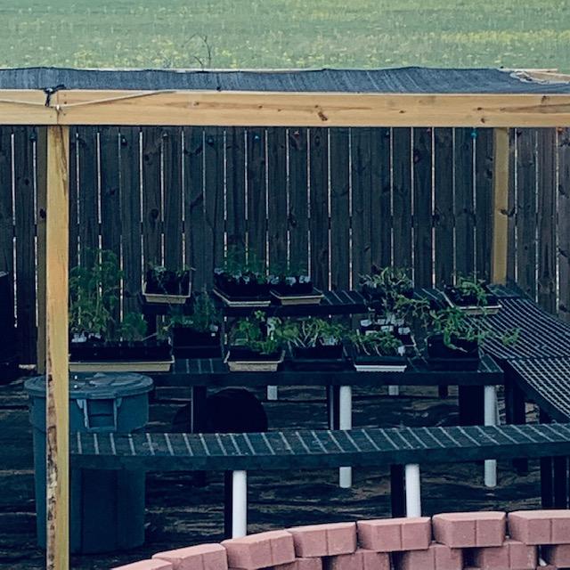 Some of my plants from my greenhouse that are hardening off so they can be sold and planted.