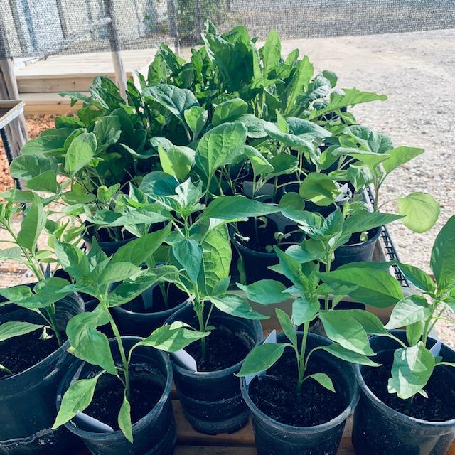 Some of our pepper plants and herb plants were moved into the parking lot for sale.