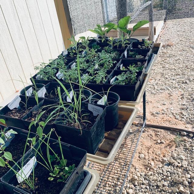 More of the plants in the parking lot from the greenhouse.