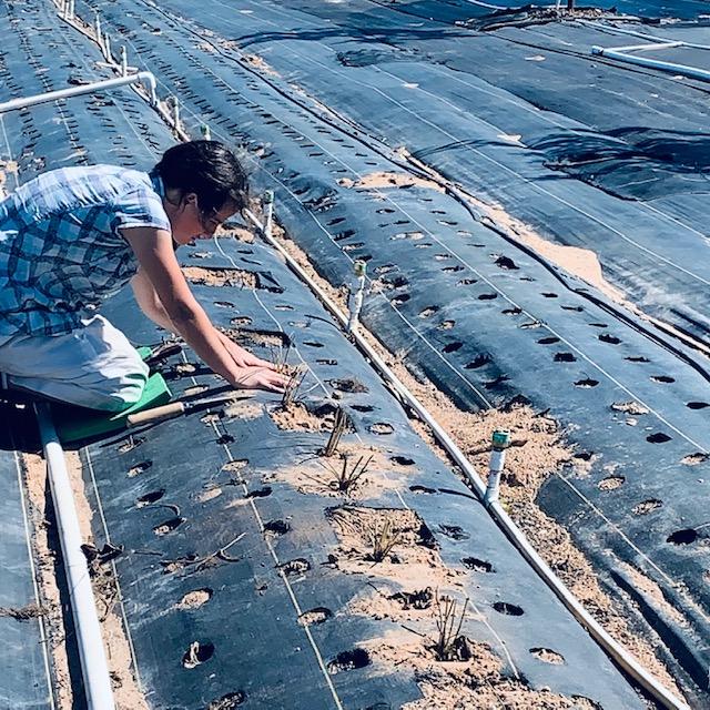 Linda is planting the strawberry slips out in our back 40. We planted a little over 1100 strawberry slips.