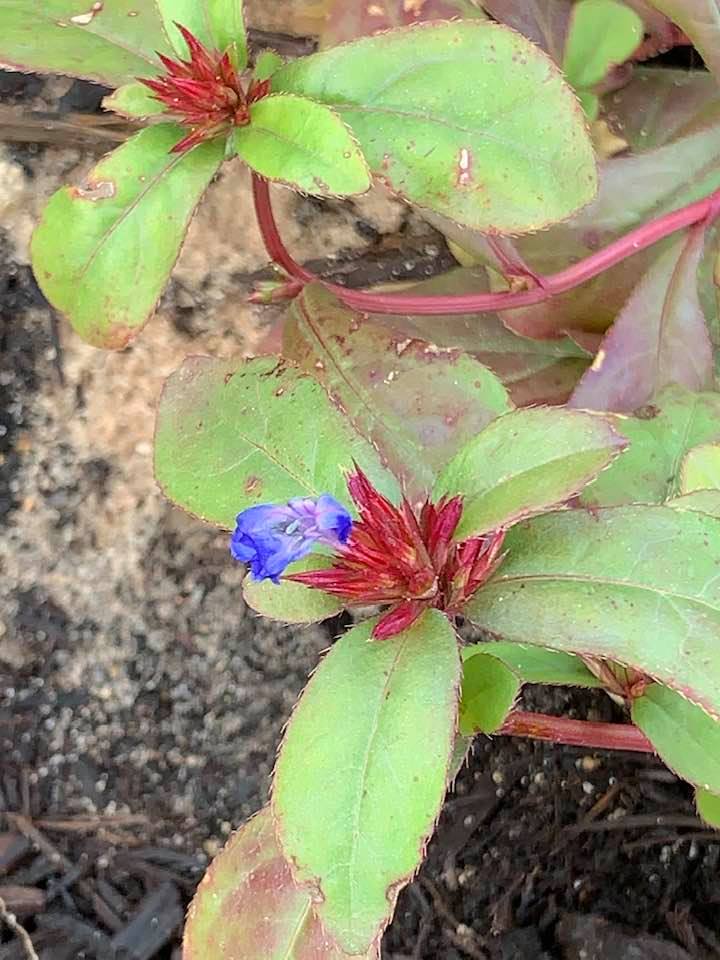 We just planted two small Plumbago plants and here is the first blue flower! I love them.