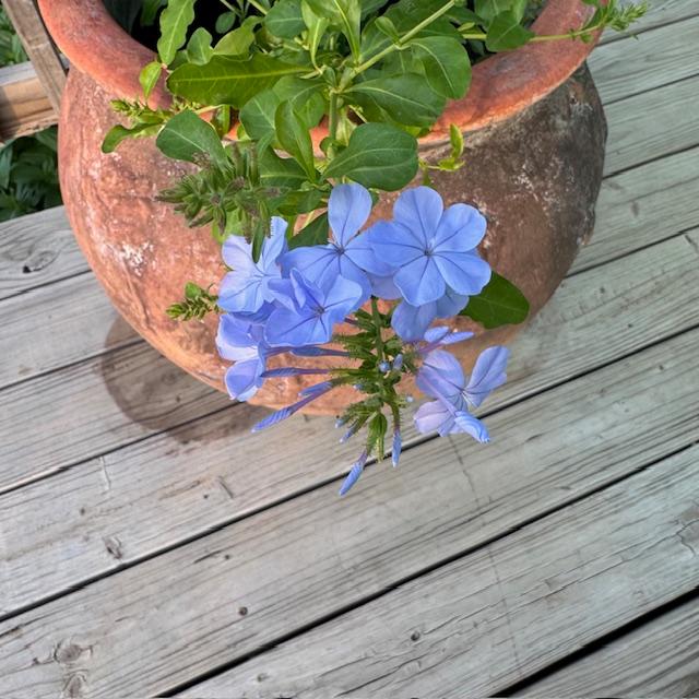 One of my plumbago plants is flowering. I think these flowers are so pretty.