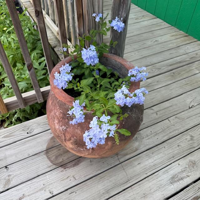 Both of the plumbago plants near the Farm Store door are blooming. I just love this shade of blue--comes close to a periwinkle Crayola crayon, one of my favorites when I was little.