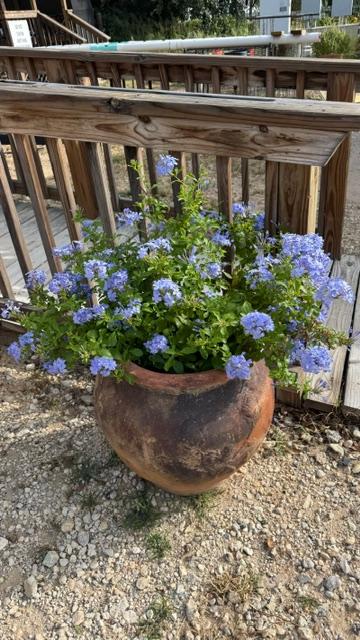 plumbago073026