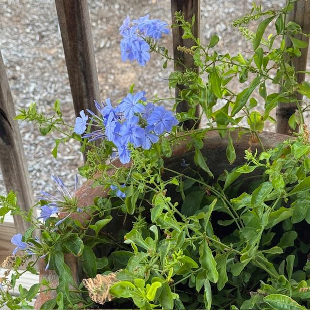 I love the pretty blue plumbago flowers. They are so cheery.