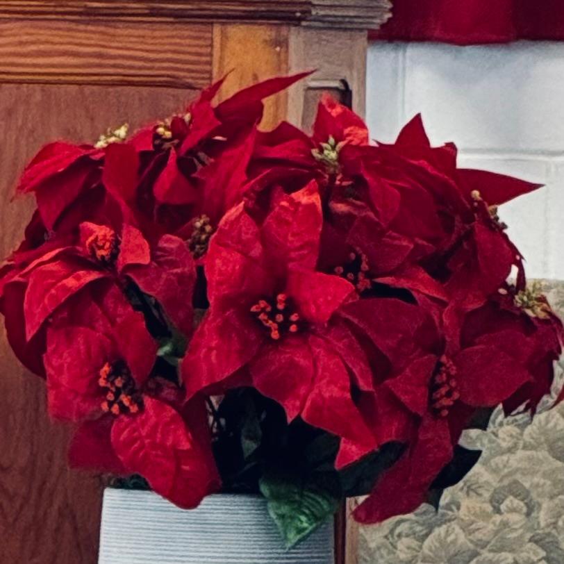 Christmas is so close! December has flown by. Poinsettias are beautiful but they are poisonous if you have young children.