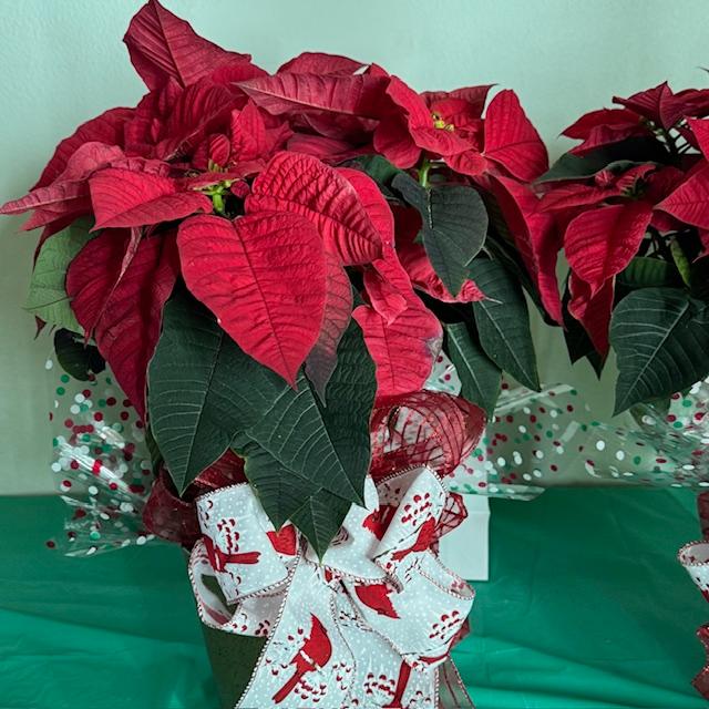 This poinsettia was beautifully decorated by a lady at church. It is not mine. I just took it home for the owner who could not be there.