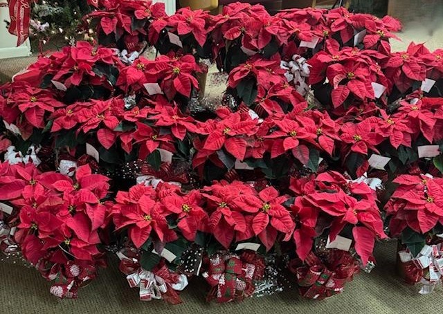 The church was decorated with beautiful poinsettias this morning. Aren't they just gorgeous?