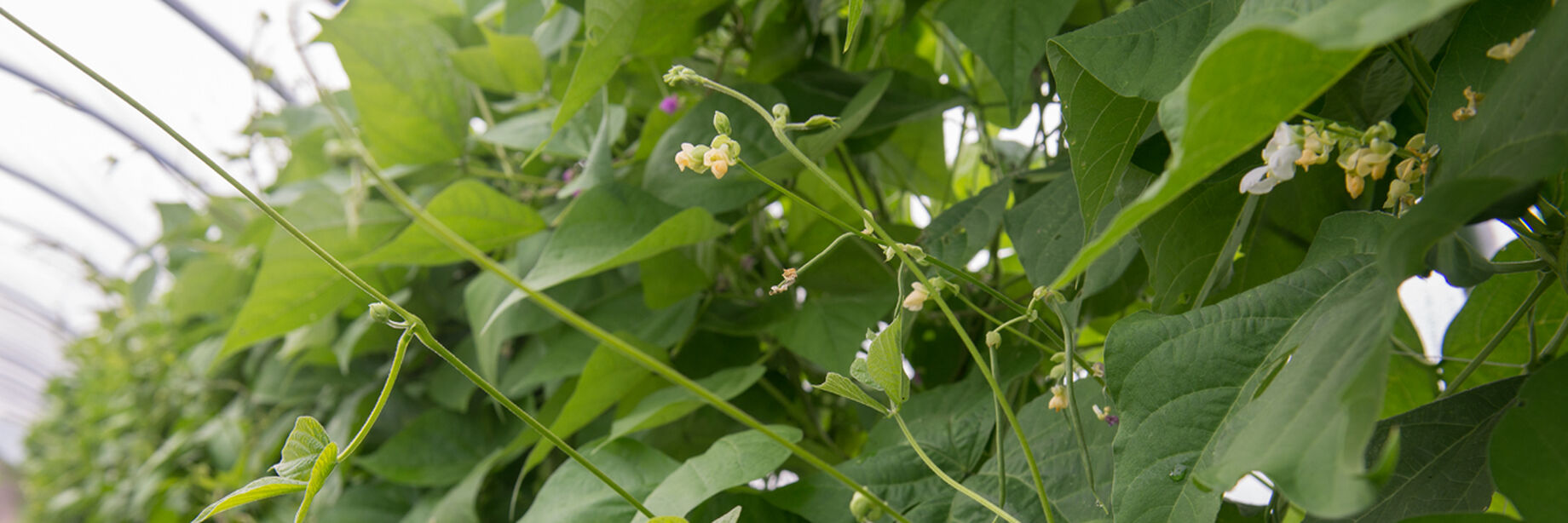 Once the pole beans flower, you know pole beans are on the way!