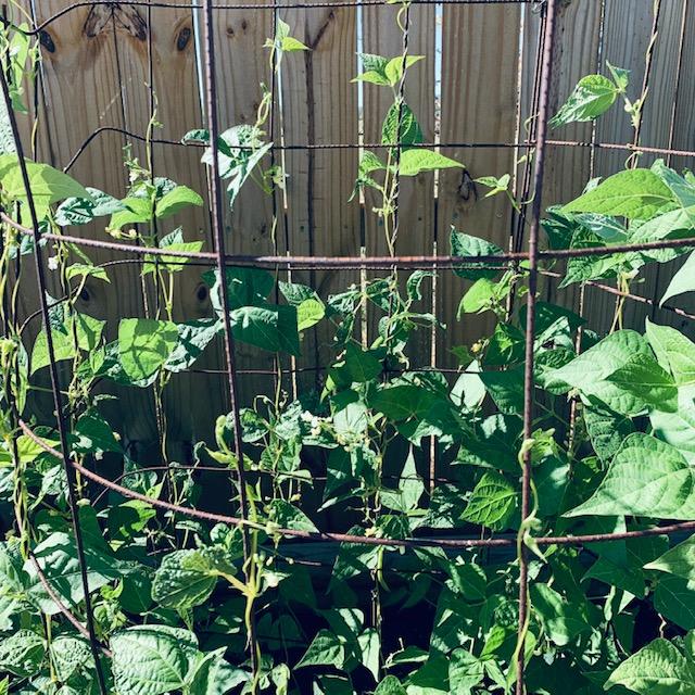 Pole beans like to climb. Ours are climbing up tomato cages.