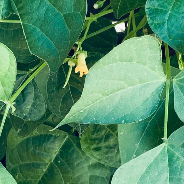 This pole bean variety has pretty yellow flowers.