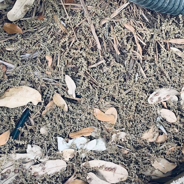 This is the pollen that was thrown into the pond after I had cleaned it all out. Handfuls of it all over the ground from a windy night. It is why the pond has brown water again.