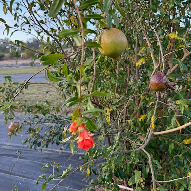 One of our pomegranate trees is putting out lots of fruit this year.