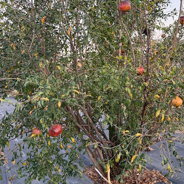 This is one of our pomegranate trees in the orchard.