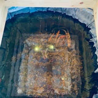 Most of the fish gathered in the covered pond while Matthew cleaned the uncovered pond. The 2 are connected by a small stream.