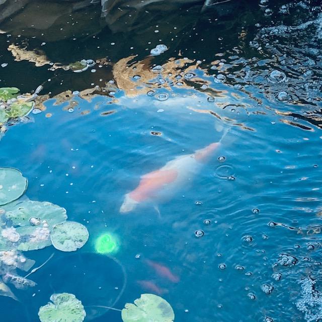 A koi and a few goldfish are in this photo swimming by some lily pads.