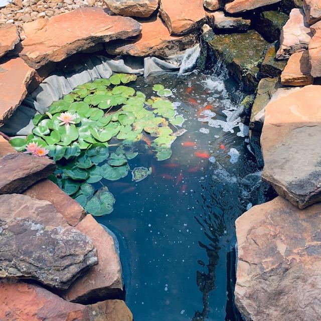 I had to clean the pond again today but it is still dark.