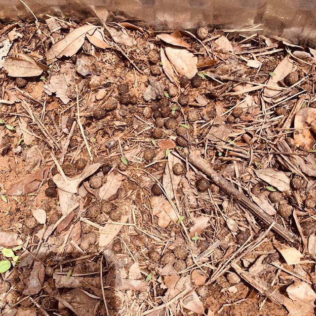 We put rabbit manure into the new flower beds. I planted sunflowers in this bed and you can see a lot of the rabbit manure on top, even though we stirred it in. The sunflowers are popping up. We put rabbit manure into the new flower beds. I planted sunflowers in this bed and you can see a lot of the rabbit manure on top, even though we stirred it in. The sunflowers are popping up.