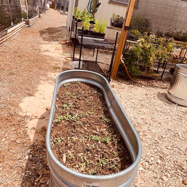 Here is part of the pick your own set up with tubs of flowers grown with rabbit manure out in the parking lot. These 6 foot tubs are perfect for it. Here is part of the pick your own set up with tubs of flowers grown with rabbit manure out in the parking lot. These 6 foot tubs are perfect for it.