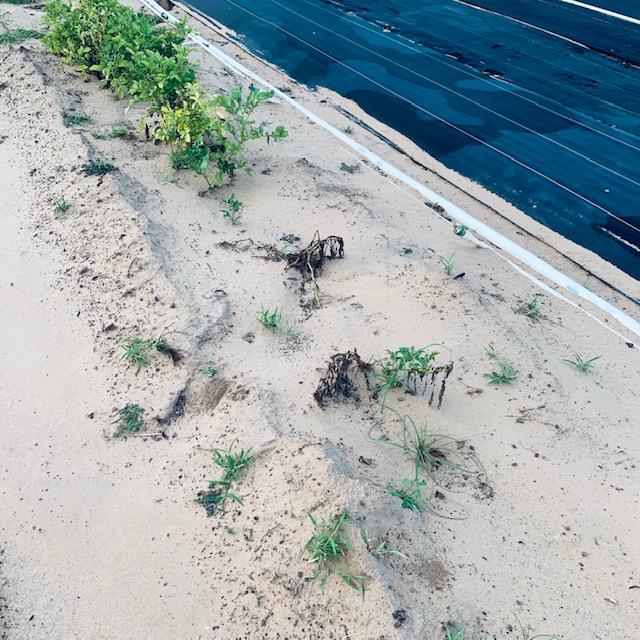 The first potatoes in the row died and the next ones have dead leaves. These are all Purple Majesty potatoes. The first potatoes in the row died and the next ones have dead leaves. These are all Purple Majesty potatoes.