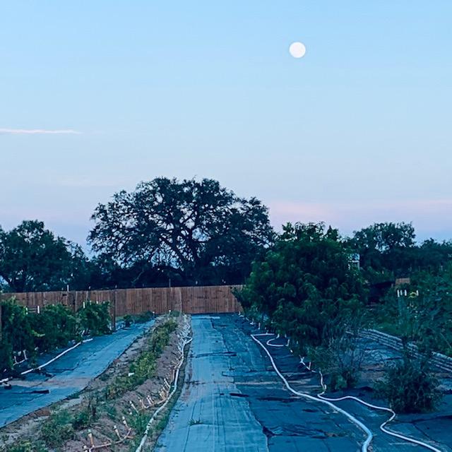 The long bed on the left is my potato bed. They are coming along with about another month to go.