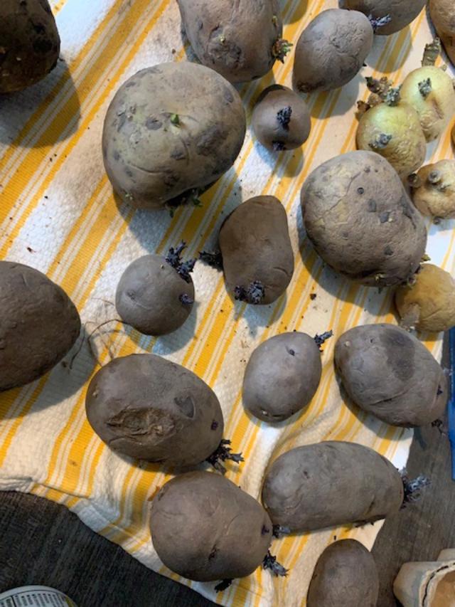 The chits on my potatoes are getting big, some varieties, more than others. My trench still has not been dug so I have not yet cut the potatoes.