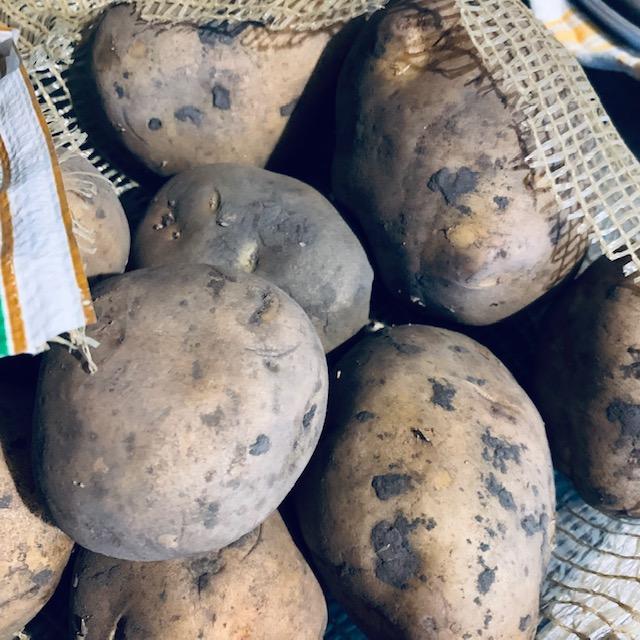 Yukon Gold Yukon Gold