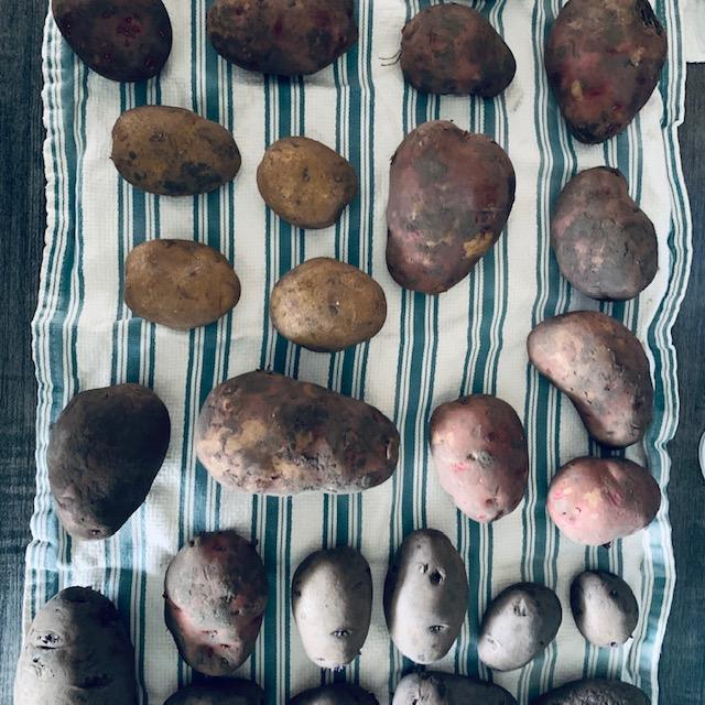 I laid out all of my seed potatoes on dish towels on the kitchen island. I don't have any newspaper but I think they will do nicely.