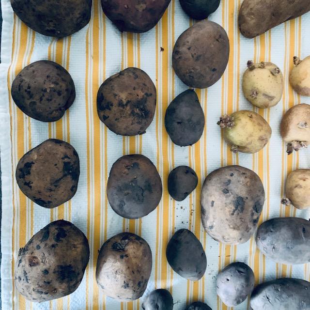 More of my seed potatoes. None of them can touch. They will be taking up a lot of space for the next several weeks on my island.